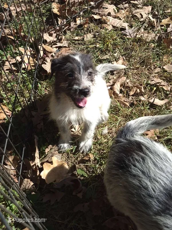 Ally  – Miniature Aussiedoodle puppy for sale in Telford, PA