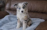 Tilly , a female Miniature American Shepherd for sale in Telford, PA – Photo 1 of 2