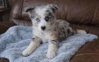 Tilly , a female Miniature American Shepherd for sale in Telford, PA – Photo 2 of 2