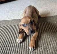 Betty, a female Boxer and Bloodhound for sale in Telford, PA – Photo 1 of 3