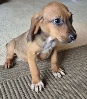 Betty, a female Boxer and Bloodhound for sale in Telford, PA – Photo 3 of 3