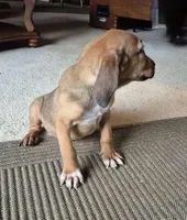 Betty, a female Boxer and Bloodhound for sale in Telford, PA – Photo 2 of 3