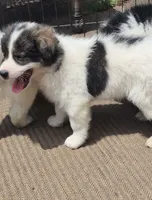 Bailey , a female Pomsky for sale in Telford, PA – 3 of 4