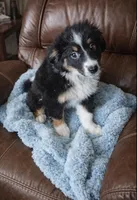 Miley , a female Miniature American Shepherd for sale in Telford, PA – Photo 2 of 2