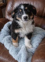 Miley , a female Miniature American Shepherd for sale in Telford, PA – Photo 1 of 2