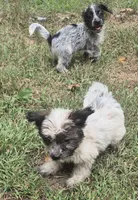 Sandy , a male Miniature Aussiedoodle for sale in Telford, PA – 4 of 4