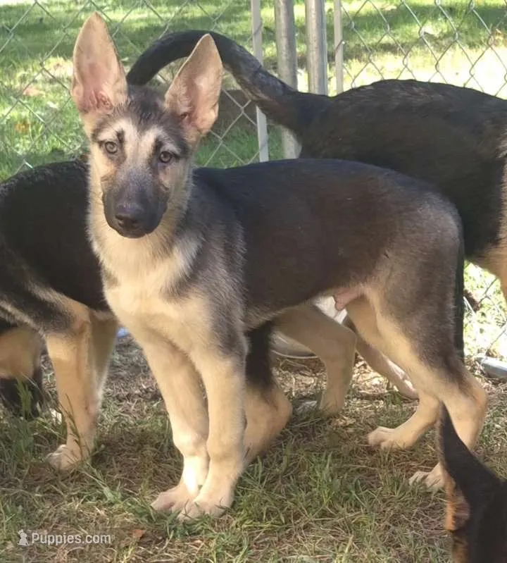 Dozer  – German Shepherd Dog puppy for sale in Telford, PA