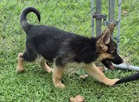 Dixie , a female German Shepherd Dog and Siberian Husky for sale in Telford, PA – 3 of 6