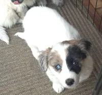 Tilly , a female Poodle - Toy  for sale in Telford, PA – Photo 4 of 4