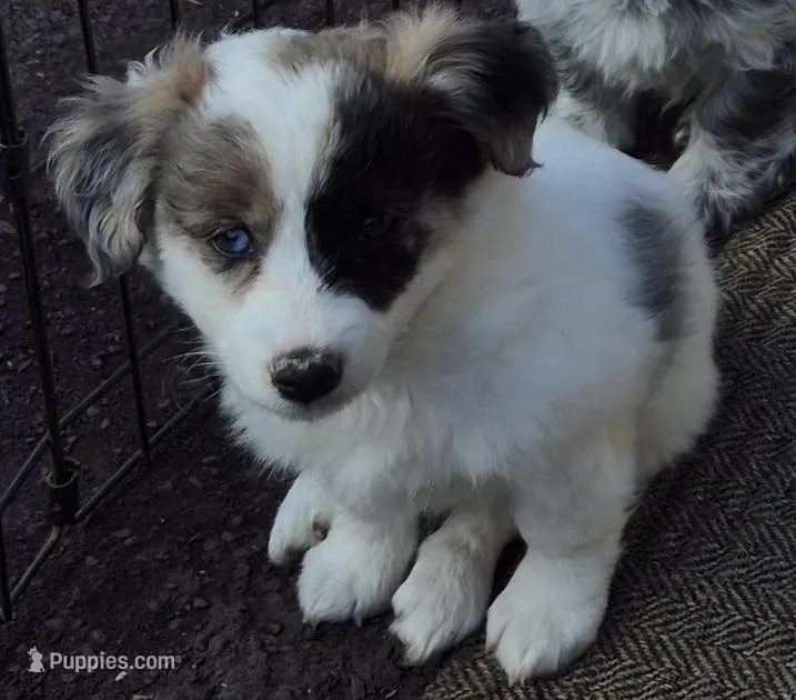 Tilly , a female Poodle - Toy  for sale in Telford, PA – Photo 1 of 4
