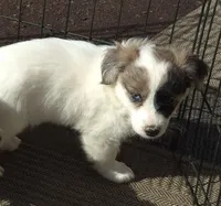 Tilly , a female Poodle - Toy  for sale in Telford, PA – Photo 2 of 4