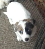 Tilly , a female Poodle - Toy  for sale in Telford, PA – Photo 3 of 4