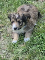Tessa , a female Shetland Sheepdog for sale in Telford, PA – 1 of 3