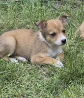 Brenda , a female Cardigan Welsh Corgi and Chihuahua for sale in Telford, PA – 3 of 5