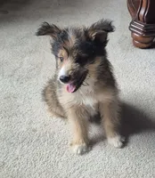 Bailey , a female Shetland Sheepdog and Poodle - Miniature  for sale in Telford, PA – 3 of 3