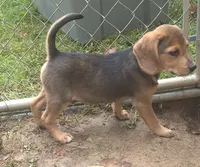 Benny , a male Beagle for sale in Telford, PA – 3 of 3