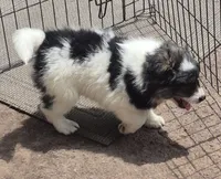 Shadow, a male Pomsky for sale in Telford, PA – 5 of 5