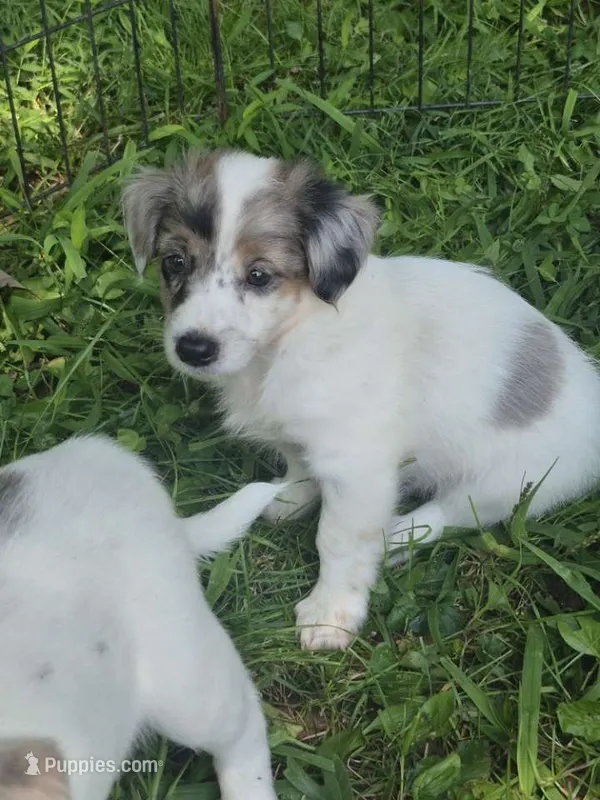 Izzy  – Miniature Aussiedoodle puppy for sale in Telford, PA