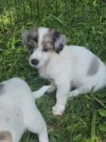 Izzy , a female Miniature Aussiedoodle for sale in Telford, PA – 1 of 3