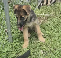 Star , a female German Shepherd Dog for sale in Telford, PA – 3 of 5