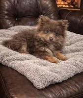 Brownie , a male Pomeranian for sale in Telford, PA – Photo 2 of 2