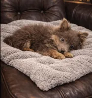 Brownie , a male Pomeranian for sale in Telford, PA – Photo 1 of 2