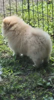 Buster , a male Pomeranian for sale in Telford, PA – 6 of 7