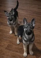 Elsa , a female German Shepherd Dog for sale in Telford, PA – Photo 2 of 2