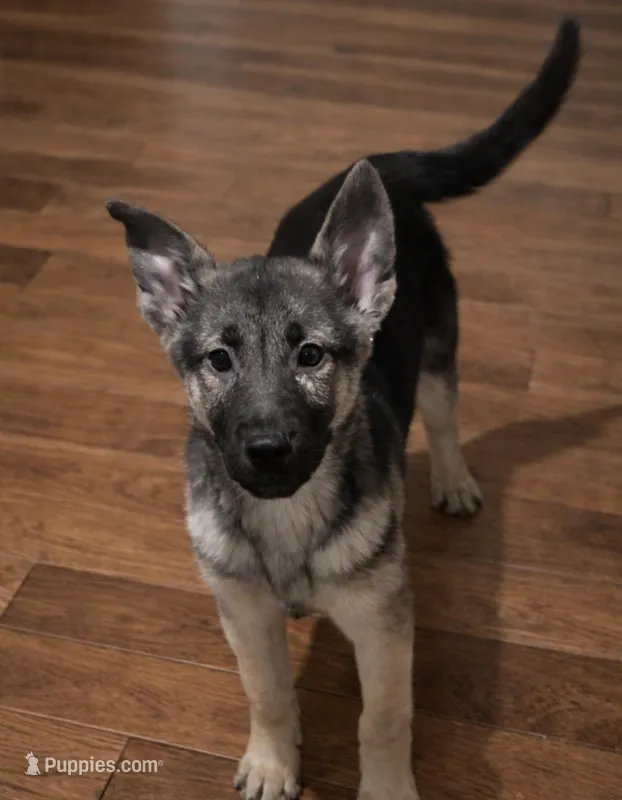 Elsa , a female German Shepherd Dog for sale in Telford, PA – Photo 1 of 2