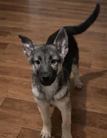 Elsa , a female German Shepherd Dog for sale in Telford, PA – Photo 1 of 2