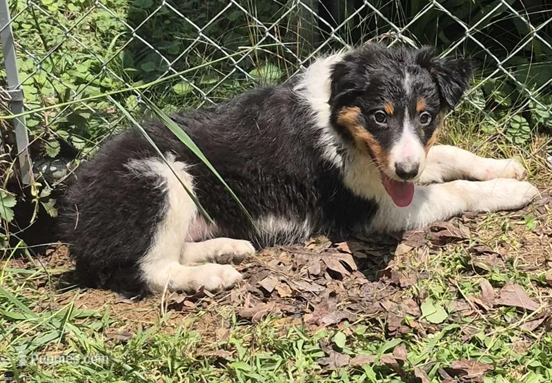 Dexter  – Australian Shepherd puppy for sale in Telford, PA