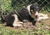 Dexter , a female Australian Shepherd for sale in Telford, PA – 1 of 3