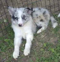 Marley , a female Border Collie for sale in Telford, PA – 2 of 3