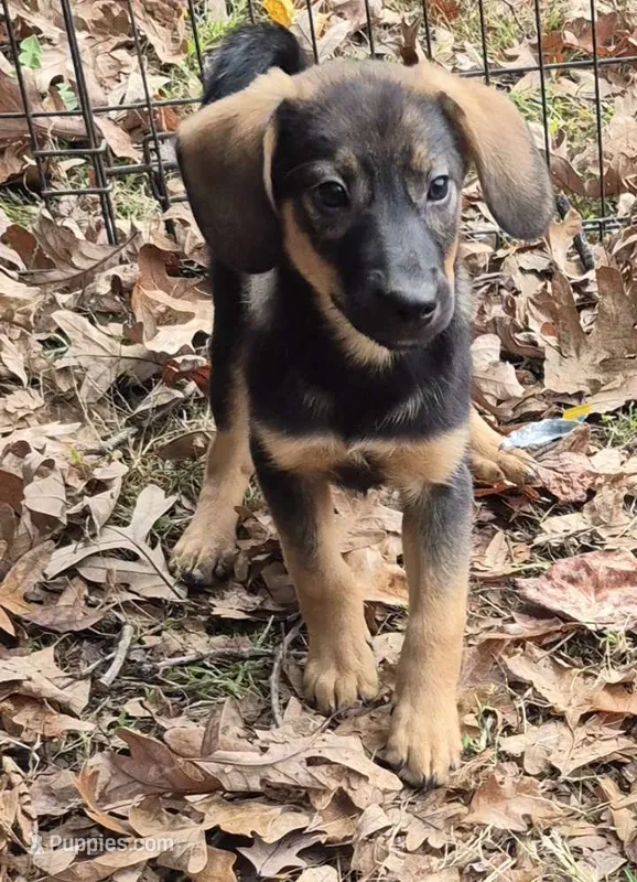 Benny  – Beagle puppy for sale in Telford, PA