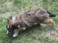 Bella , a female Shetland Sheepdog for sale in Telford, PA – 2 of 4