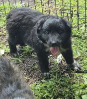Buster , a male Shetland Sheepdog and Australian Shepherd for sale in Telford, PA – 2 of 3