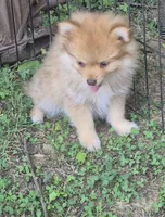 Buster , a male Pomeranian for sale in Telford, PA – 7 of 7