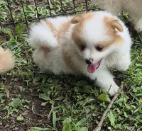 Roco , a female Pomeranian for sale in Telford, PA – 4 of 9