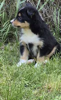 Dani , a male Shetland Sheepdog for sale in Telford, PA – 4 of 4