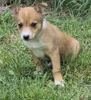 Chloe , a female Chihuahua for sale in Telford, PA – 2 of 3