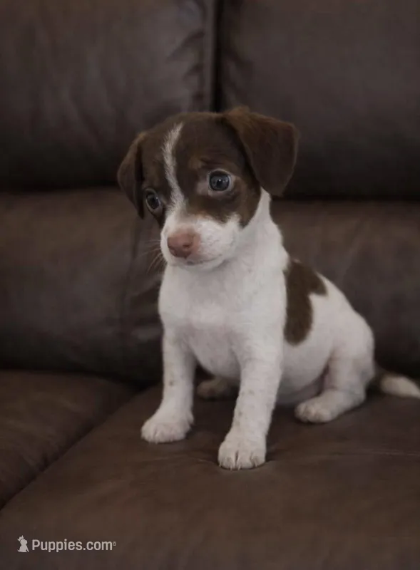 Mouse  – Chihuahua puppy for sale in Telford, PA