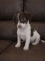 Mouse , a female Chihuahua for sale in Telford, PA – Photo 1 of 2