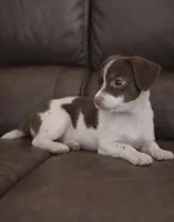 Mouse , a female Chihuahua for sale in Telford, PA – Photo 2 of 2