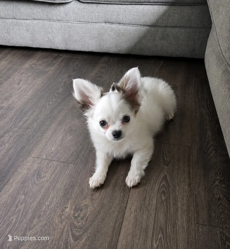 Milo  – Chihuahua puppy for sale in Telford, PA