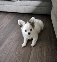 Milo , a male Chihuahua for sale in Telford, PA – 1 of 2