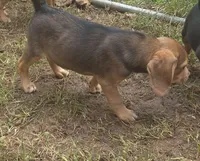 Sugar , a female Beagle and Dachshund for sale in Telford, PA – 3 of 3