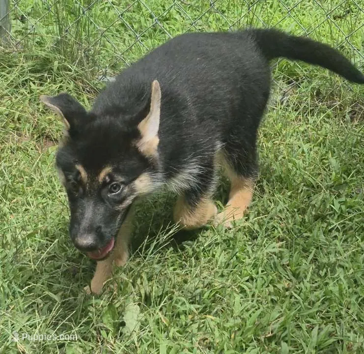 Star  – German Shepherd Dog puppy for sale in Telford, PA
