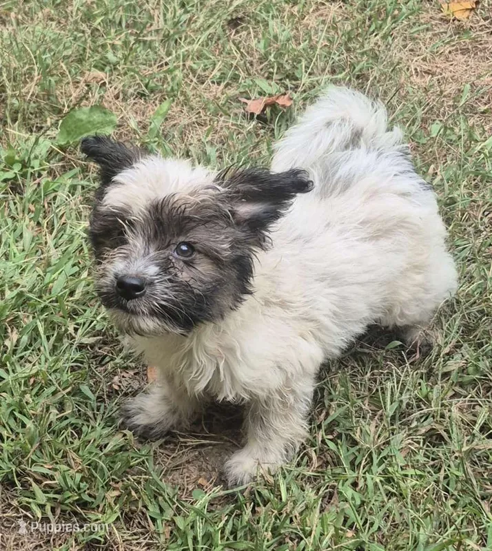 Eliot  – Yorkipoo puppy for sale in Telford, PA