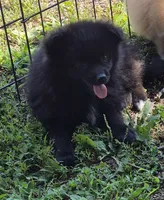 Oshi , a male Pomeranian for sale in Telford, PA – 4 of 4