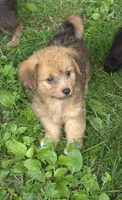 Foxy , a female Poodle - Toy  for sale in Telford, PA – 3 of 5